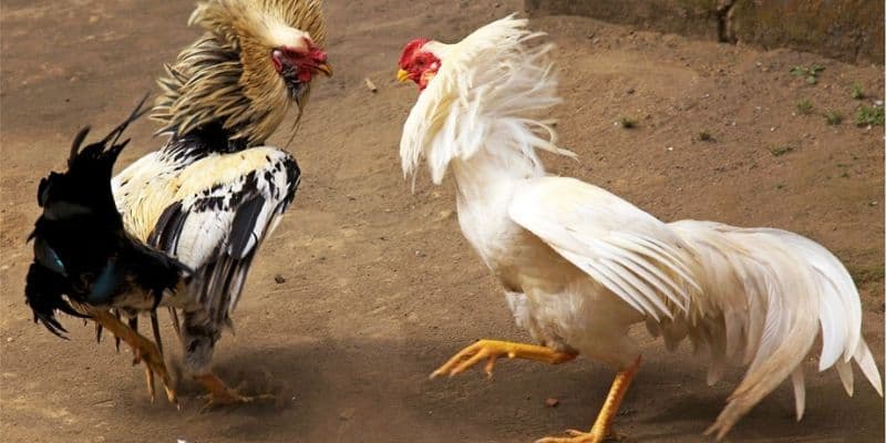 Đá gà FM88 Đặc điểm nổi bật của đá gà FM88